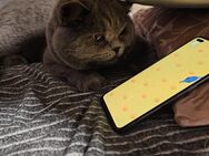 BKH Kater 1 Jahr - Lehrte