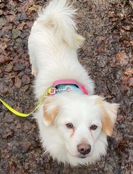 Schmusefreund TY sucht seine Familie - Koblenz