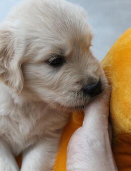 Golden Retriever Welpen - Hainburg