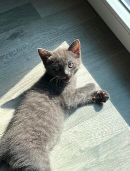 Türkisch Angora Mix Kitte - Gelsenkirchen Horst