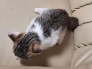 Katzenbaby - Altdorf (Bayern)