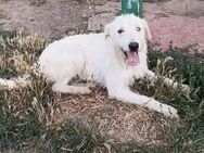 Rüde Monty sucht liebe Menschen - Neuhausen (Fildern)