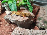 2x Leopardgecko Weibchen (Terrarium wird auch verkauft) - Menden (Sauerland)