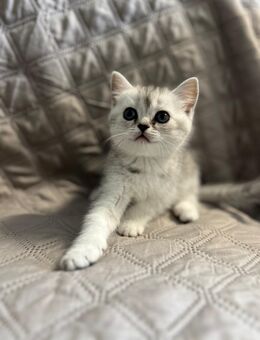BKH Kitten mit Stammbaum,Britisch Kurzhaar Kätzchen - München Bogenhausen