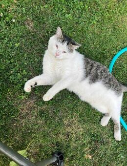 Felix - ganz lieb, mag Hunde, Katzen - Blankenheim (Nordrhein-Westfalen)