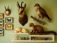 Wer VERSCHENKT Präparate, Mineralien, Fossilien, Muscheln, Naturkundliches? - Schwäbisch Hall