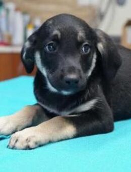 Brandy ❤️ Schutzgebühr 500 Euro - Burgsinn