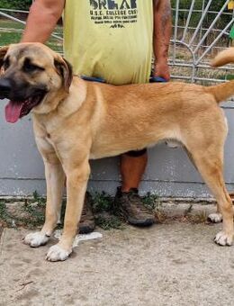 Freundlicher Spori sucht seine Menschen - Essen