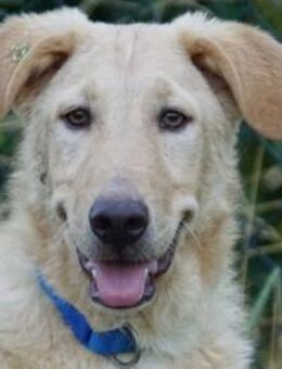 Sind Sie die Familie für Pallino? - Neuss