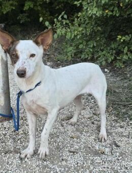 Emma Ihr Herz lacht - Berlin