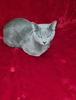 Russisch Blau Deckkater. - Ginsheim-Gustavsburg