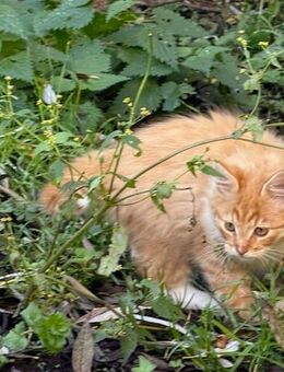 Zwei Maine-Coon Katzen in liebevolle Hände abzugeben – roter Farbschlag, im August geboren - Wustermark