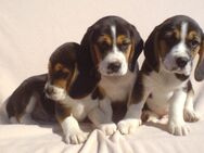 Beagle Welpen - Salzwedel (Hansestadt)