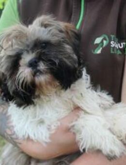 Brutus, frecher Welpe - Neuhausen (Spree)