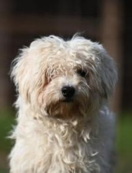 Leo - Malteser sucht sein Zuhause - Grainau