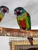 Emmas Weißohrsittiche aus Hobbyzucht in 17349