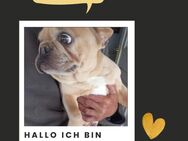 LEXI PP Hübsches Mädel sucht Körbchen - Neustadt (Rübenberge)