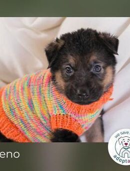 Bueno sucht ein Zuhause - Kirchzell