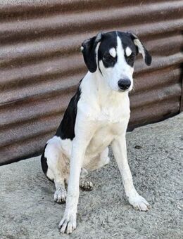 Aufgeweckter, geselliger Junghund Otis - Chemnitz