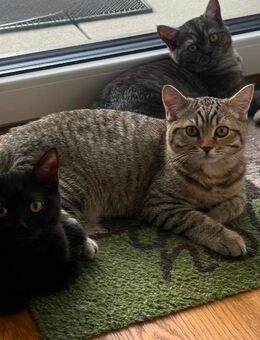 Fünf zuckersüße Kitten suchen ein liebevolles Zuhause - Hamburg Eimsbüttel