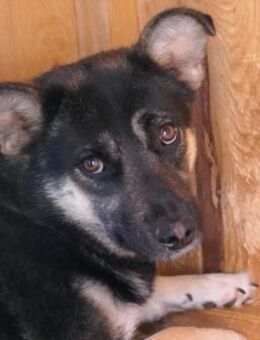 NEJA - schüchterne, liebenswerte Hündin - Kallmünz