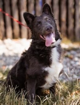 Blu 💗 aktiver,verschmuster Mix-Jungrüde - Hamburg