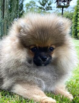 Zwergspitz Pomeranian Welpen mit Ahnentafel - Haltern (See)