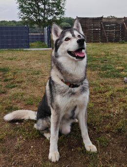 Husky - Rüde sucht neues Zuhause - Ahrensfelde
