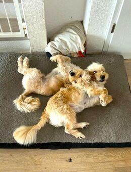 Missy & Max; ein Dreamteam - Geilenkirchen