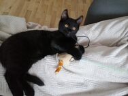 1 kleiner Kater/ Kitten schwarz sucht noch ein liebevolles zu Hause - Wittendörp