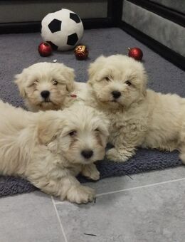 Malteser Welpen - Köngen