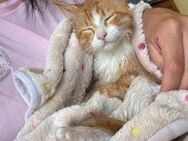 Kleiner Kürbis sucht sein Kuschelzuhause - Walluf