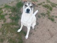 Charlie sucht sein Zuhause - Bad Liebenwerda Zentrum