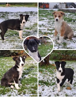 Wunderschöne Border Collie x Scandinavian Hound Welpen abzugeben - Bernburg (Saale)