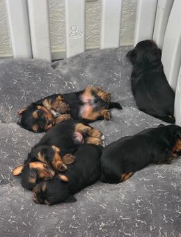 Yorkshire Terrier - Neustadt (Donau)