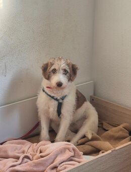 Unsere Nala (ca -35-40cm grß)sucht noch ein Zuhause - Angern