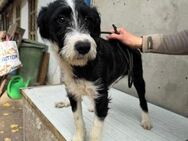 Süßer Terrier Mix, Rüde, 6 Monate - Kappeln (Schleswig-Holstein)