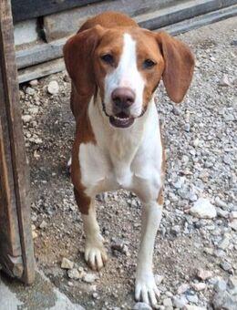 ♥Rosie♥ liebevolle, aktive Bracken-Lady - Hamburg
