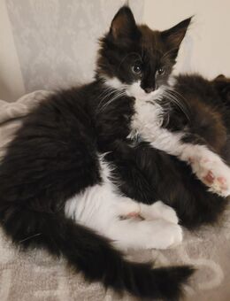 Zauberhafte Maine Coon Mix Kitten Kater Batman - Bremerhaven