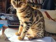 Bengal Kitten in 8280