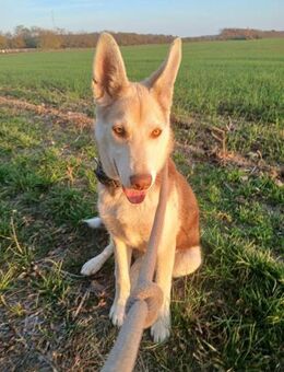 Percy / hübscher Huskymix, geb. 2025 - Remagen