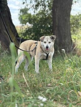 Shiwa vorsichtige Hündin mit Herz - Burg Reesen