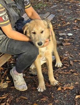 Schenke Hundebuben TIMMY ein Zuhause ♥️ - München