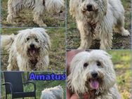 Amatus ist charmant und intelligent - Schafflund