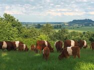 Red Belted Galloway Herdbuch Bio - Kirchhain