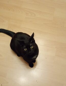 Schwarze Hauskatze - Gelsenkirchen