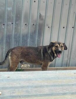 ADRIAN sucht liebevolles Zuhause - Neuberg