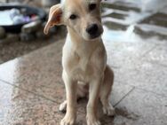 Labrador Mix Hündin - Gaimersheim