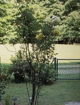 ETW mit schönem Garten - München