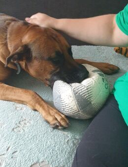 Hund dringend zu vermitteln - Herten Zentrum